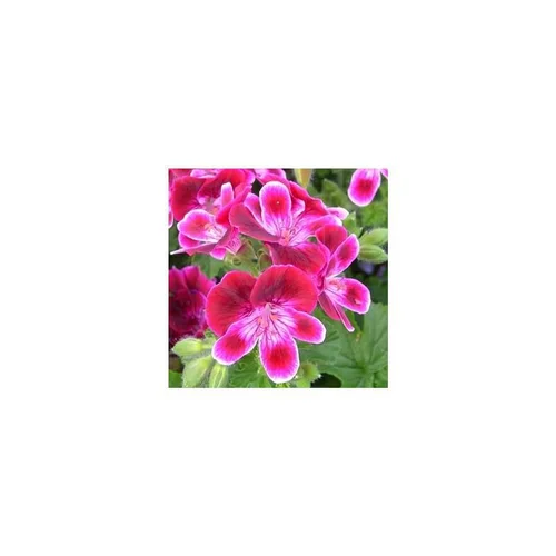 Géranium pensée à petites fleurs - La coupe