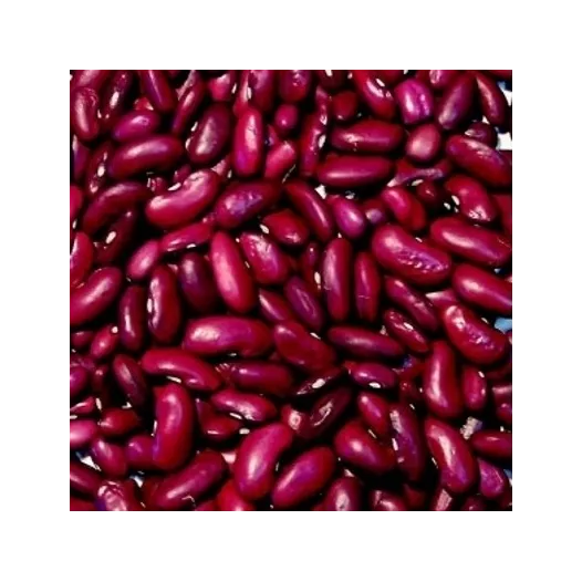 Bio zaden van Stamdroogboon Canadian Wonder