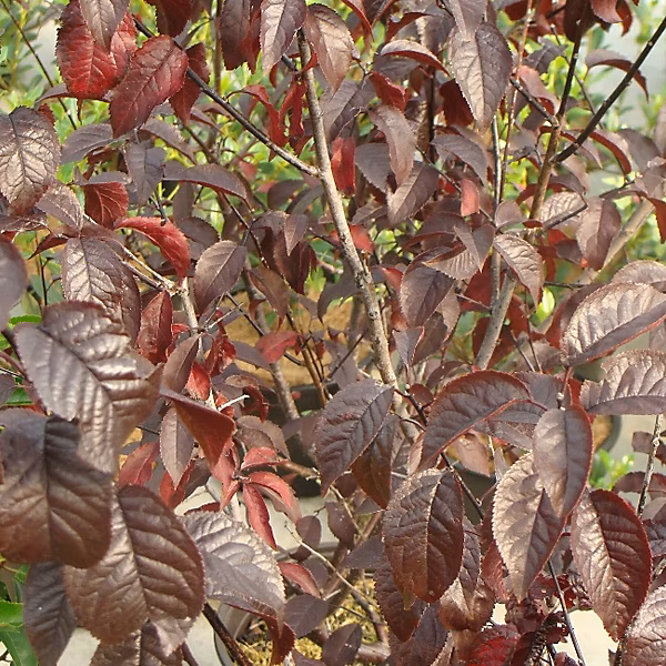 2 x Cerisier à fleurs 'Pissardii' – Prunus cerasifera 'Nigra', 60-80 cm pot