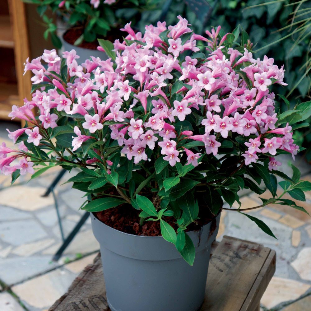 Weigelia Poupée rose Weigela pink poppet®