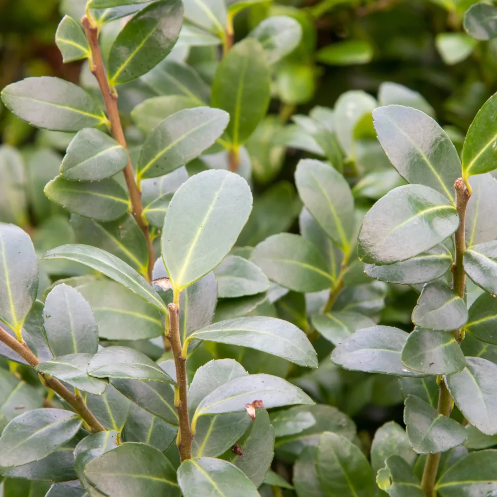Houx Mutchagara Ilex maximowicziana Kanehirae