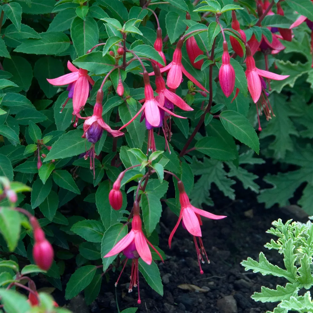Fuchsia Tom Thumb Fuchsia Tom Thumb (tom pouce)