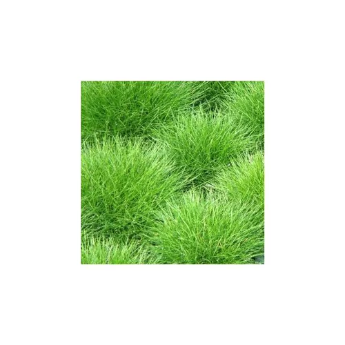 Festuca Golden Toupee - Le pot de 2 litres