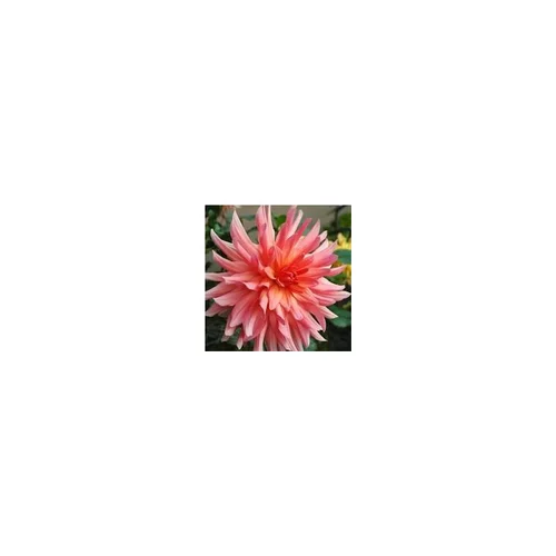Dahlia tubéreux - Le pot de 2,5 litres