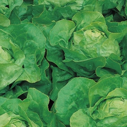 Laitue pommée pour serre Larissa Lactuca sativa larissa