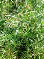 Cyperus alternifolius 14 L en pot Ø 30 cm