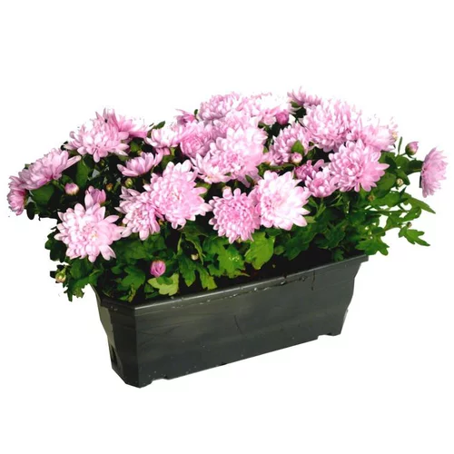 Chrysantheme Multifleurs Fricky - La jardinière de 30 cm