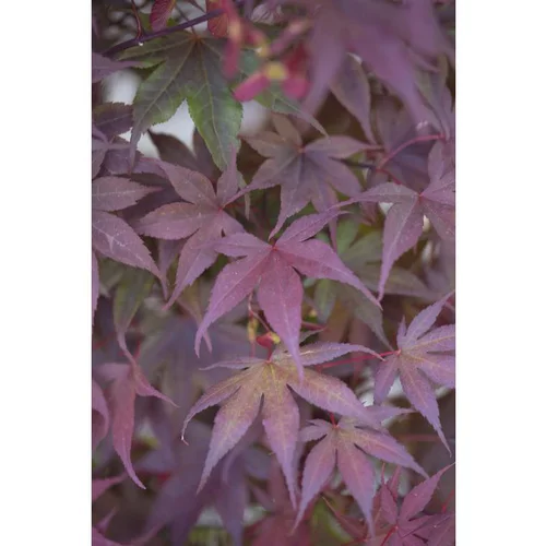 Erable du Japon (ACER PALMATUM BLOODGOOD ) Le pot de 110 litres