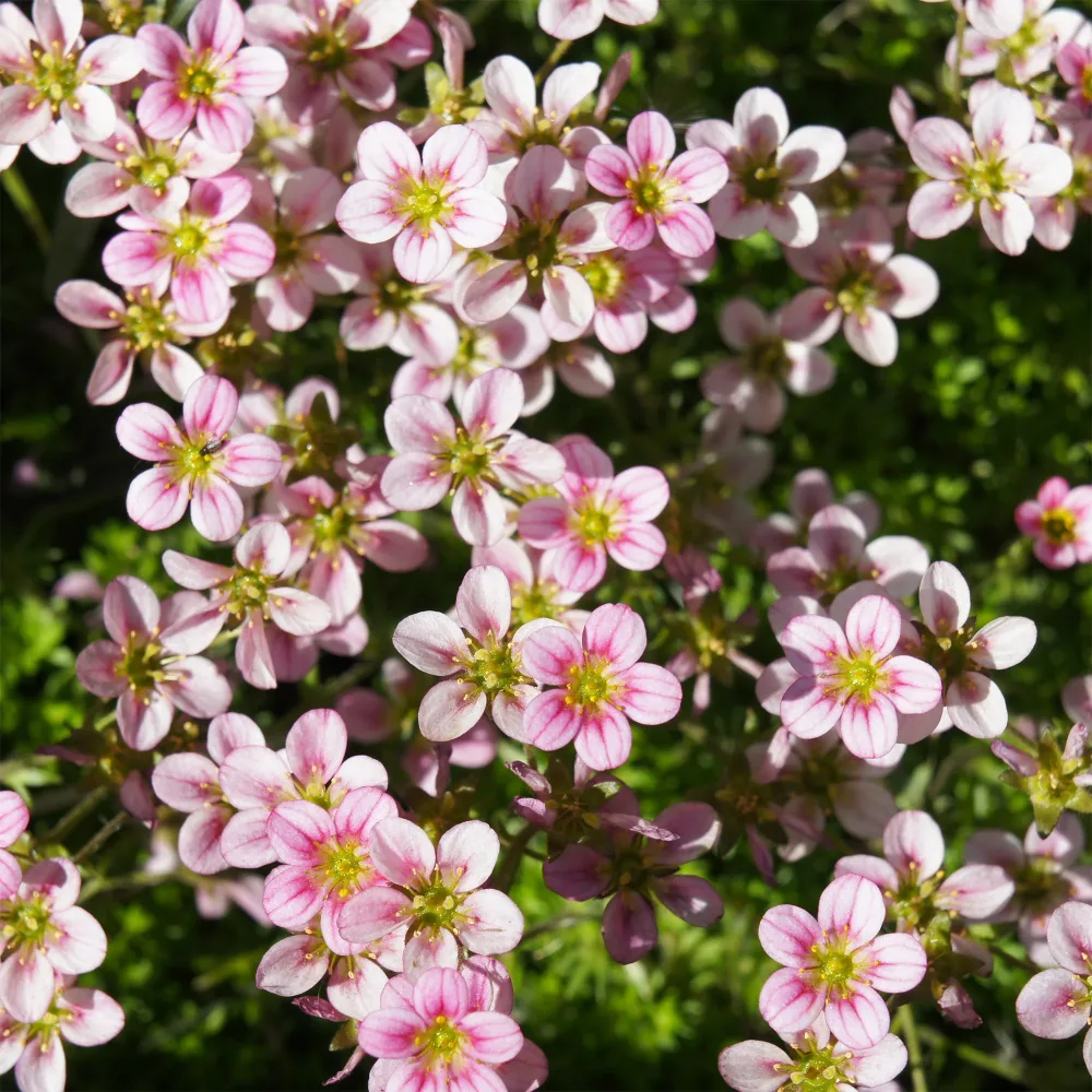 Saxifrage mousse Touran Neon Rose Saxifraga arendsii Touran Neon Rose