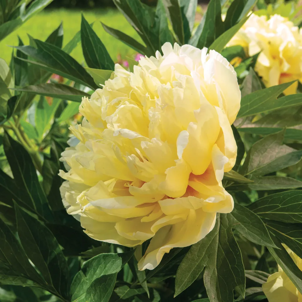 Pivoine Itoh Bartzella Paeonia itoh bartzella