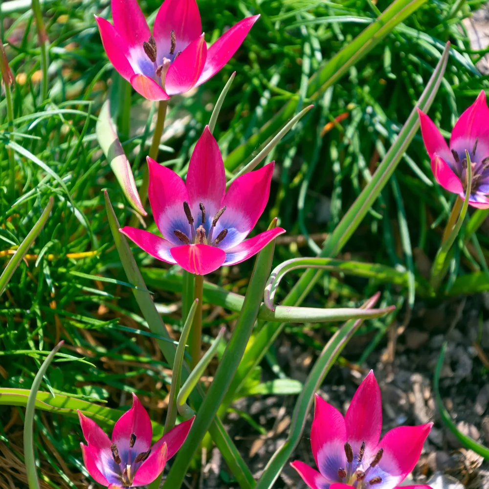 10 Tulipes botaniques Little Beauty Tulipa botanical little beauty