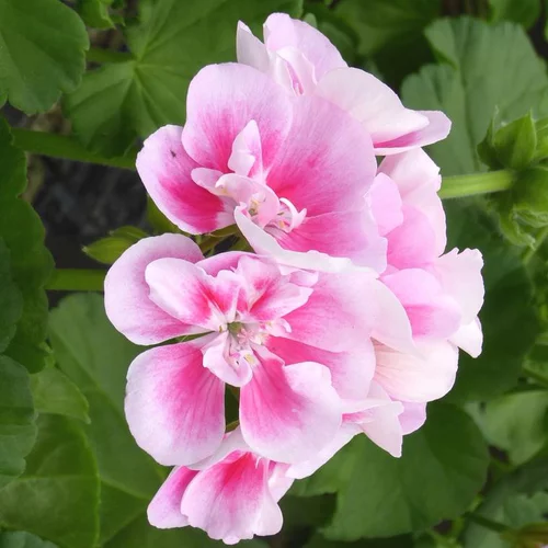 Geranium Zonal - La coupe