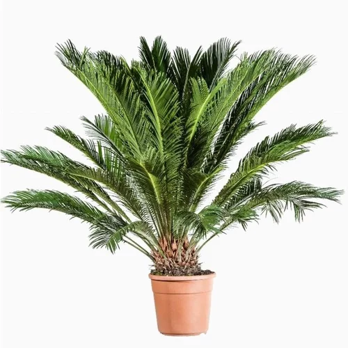 Cycas Revoluta. Le pot de 10 litres
