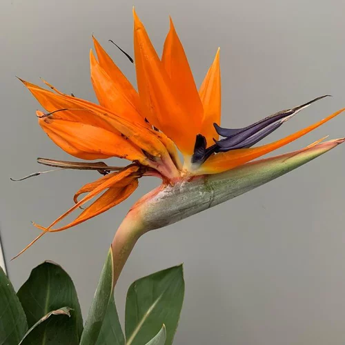 Oiseau de Paradis (Strelitzia Reginae). Le pot de 15 litres