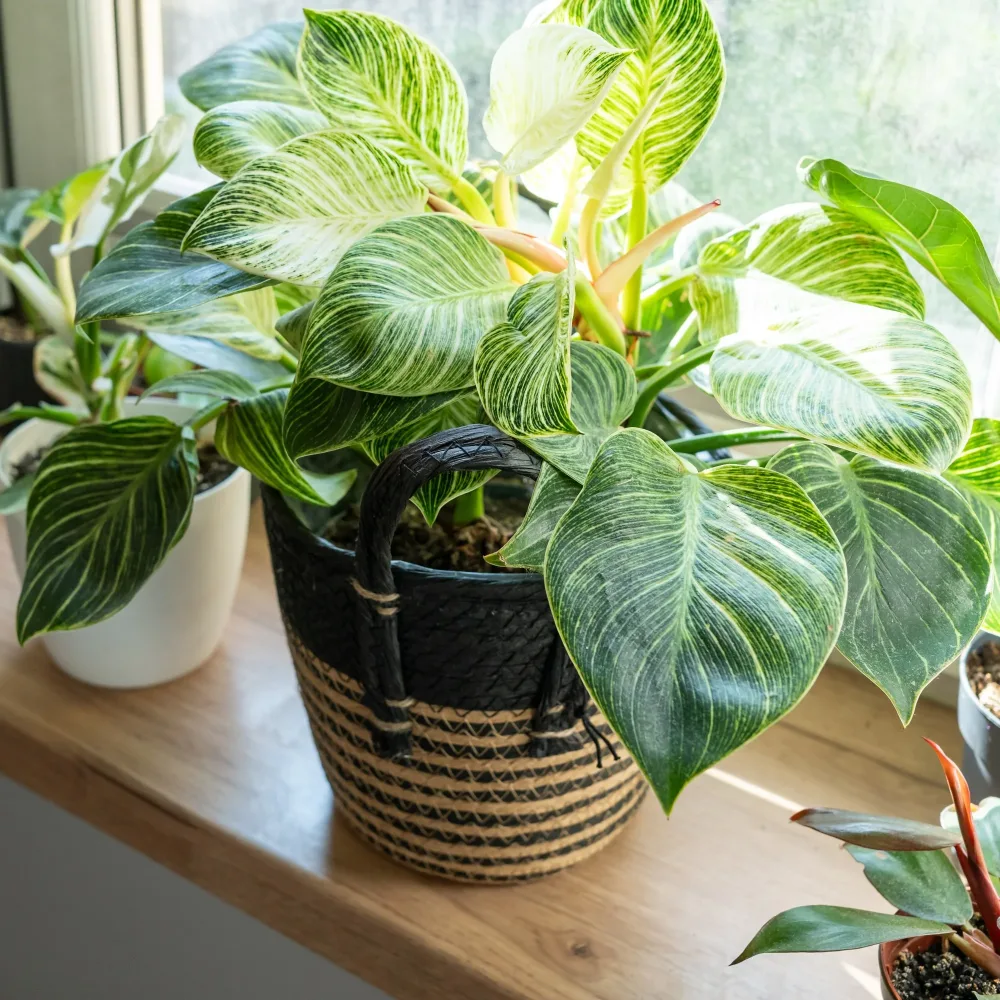 Philodendron Monstera White Wave Philodendron white wave
