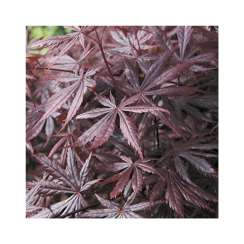Erable du Japon (ACER PALMATUM TROMPENBURG ) Le pot de 80 litres