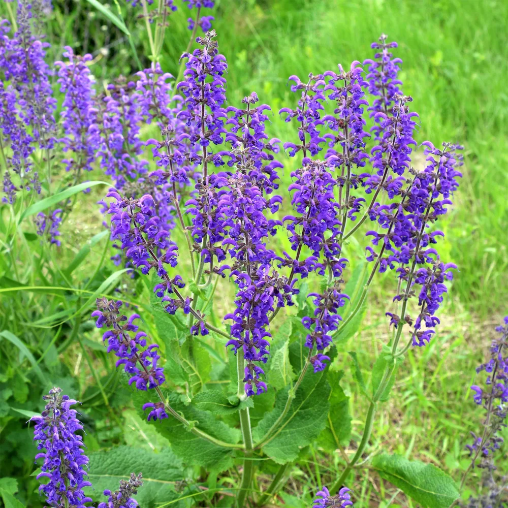 Sauge des prés Salvia pratensis