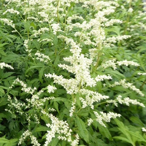 Armoise laiteuse Elfenbein Artemisia lactiflora elfenbein