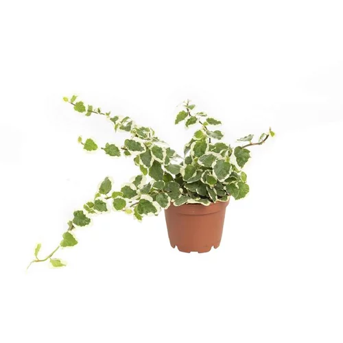 Ficus Pumila en pot Ø 6 cm