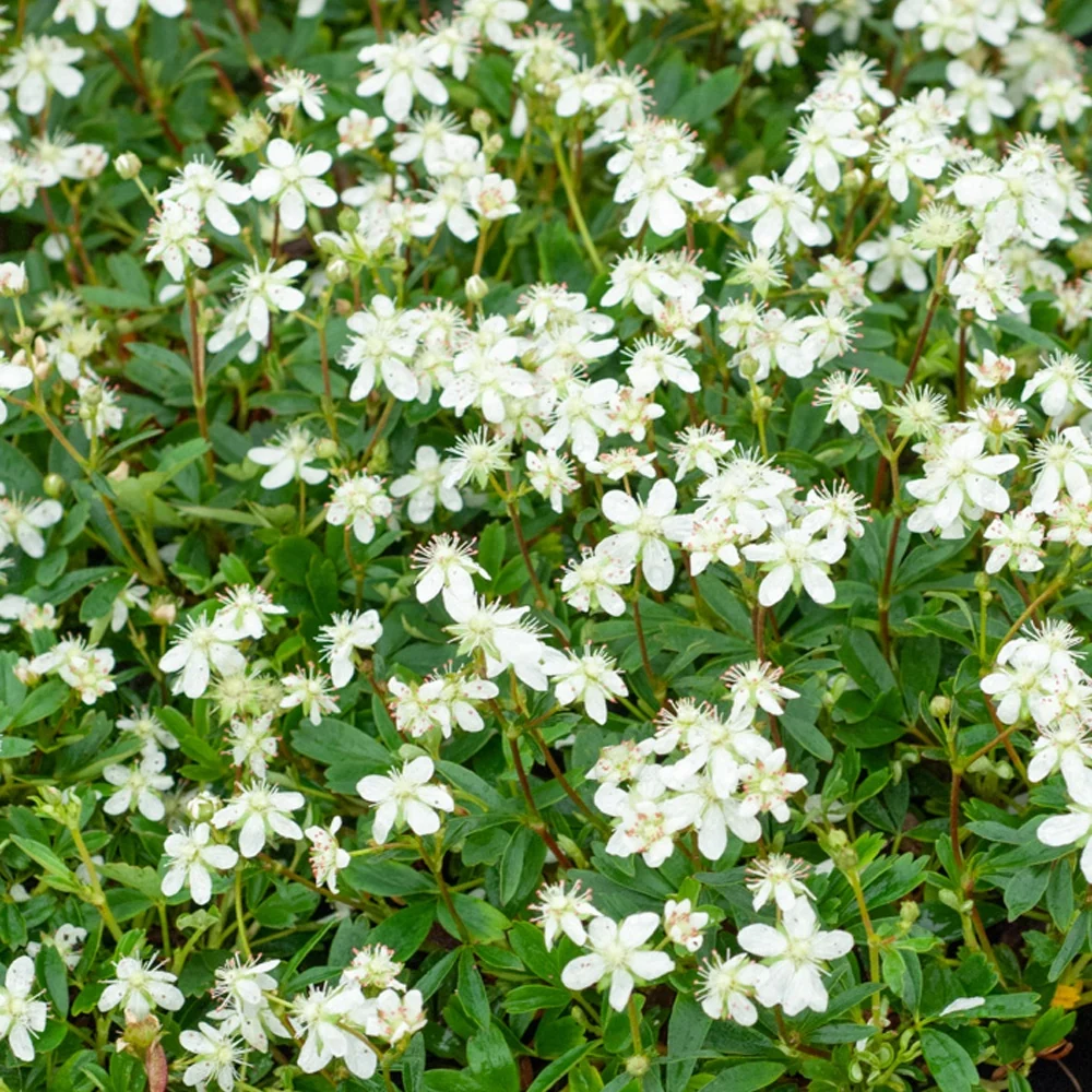 Potentilla tridentata Nuuk Potentilla tridentata 'nuuk'