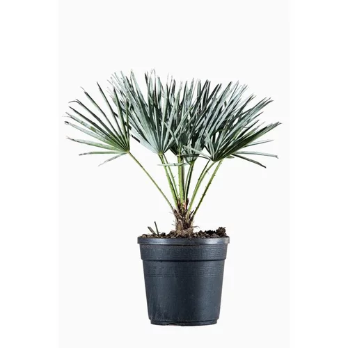 Chamaerops Humilis en pot de 3 L vert