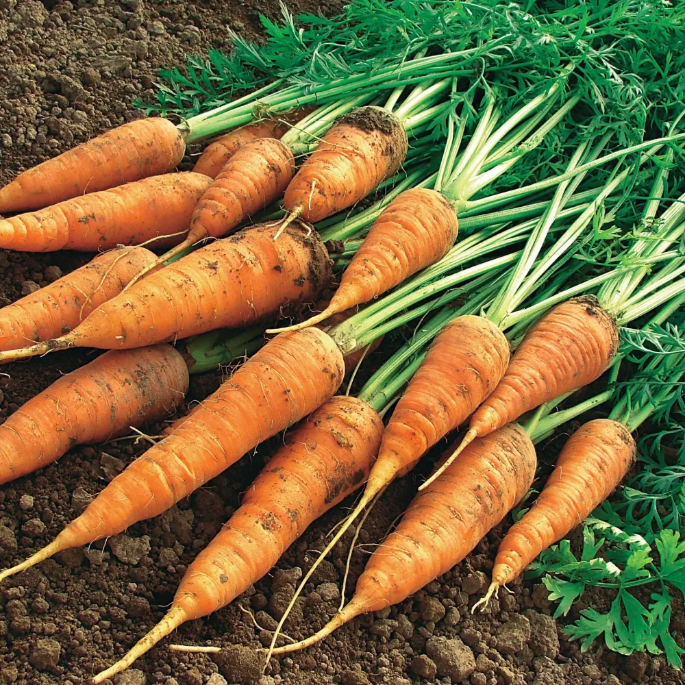 Carotte Géante de Tilques à pétiole vert Daucus carota géante de tilques à pétiole vert