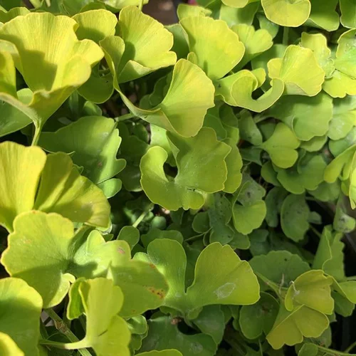 Ginkgo Biloba Mariken jaune tige. Le pot de 10 litres