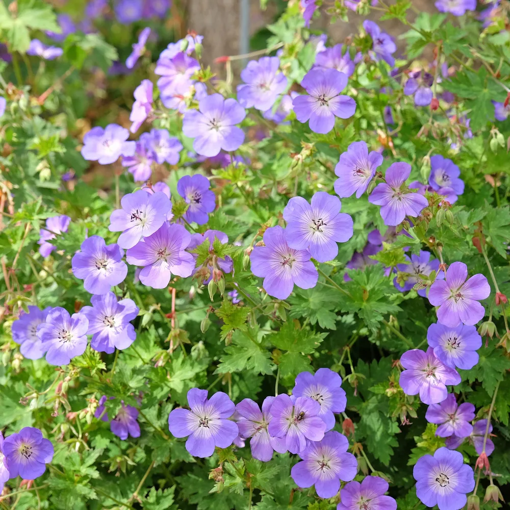 Géranium vivace Rozanne Geranium gerwat rozanne