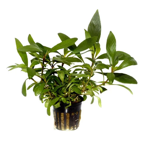 Plante aquatique Hygrophila Corymbosa Angustifolia en pot