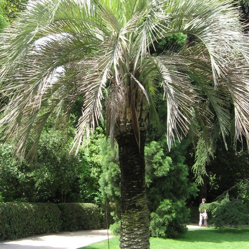 Palmier laineux Butia eriospatha