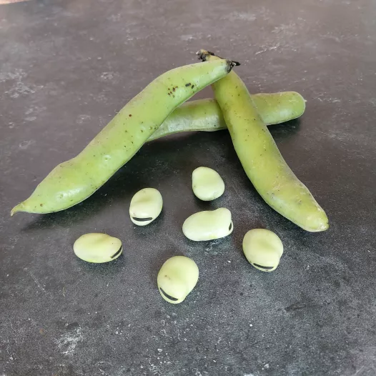 Tuinboon d'Agualdulce | Bio en reproduceerbare zaden
