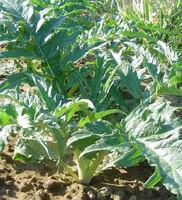 Cardon Bio. La barquette de 6 plants