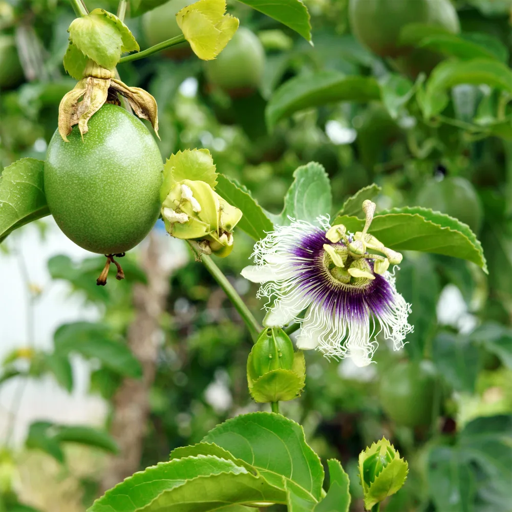 Fruit de la passion - Grenadille Passiflora edulis