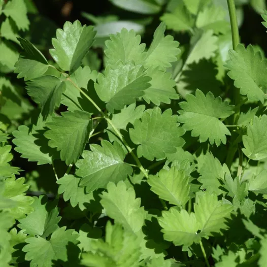 Pimpernel zaden bio | Aromatische kruidenzaden