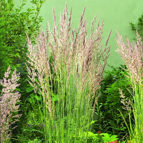 Calamagrostide Karl Foerster vert botanic®. Le pot de 2 litres