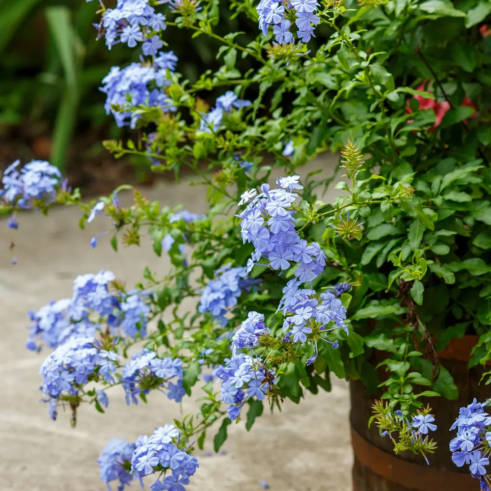 Plumbago Plumbago auriculata