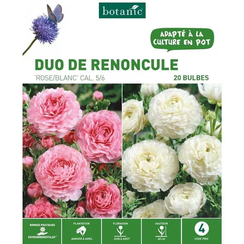 Duo Renoncule rose/blanc botanic® - 20 bulbes