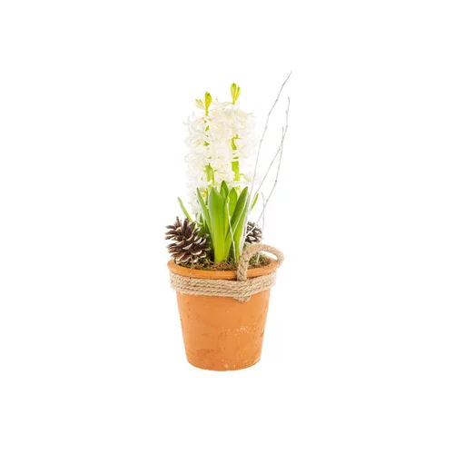 Composition de 3 jacinthes dans un pot en terre cuite avec corde