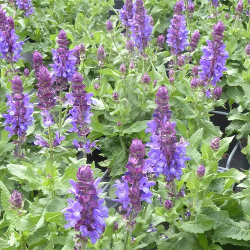 Sauge des bois caradonna bleue en pot de 2 L