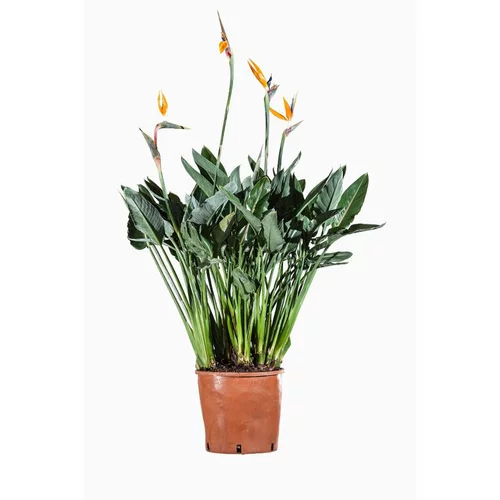 Strelitzia Augusta ou Oiseau de paradis 80/100 cm. Le pot de 15 litres