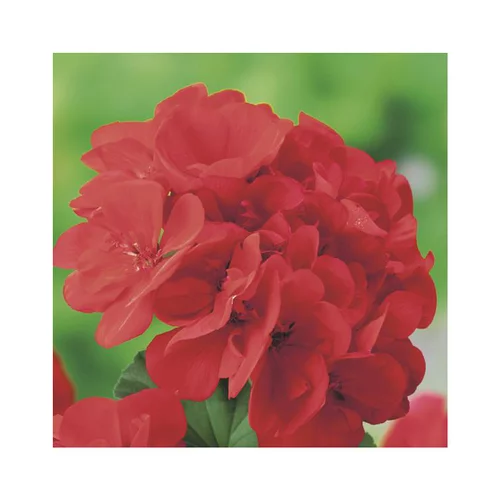 Géranium Marcada Pink - Le pot de 8 litres