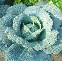 Chou Brigadier Bio. La barquette de 3 plants