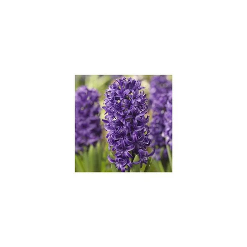 Jacinthe grande coupe - La coupe