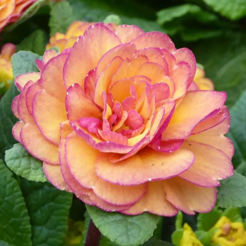 Primevère double - La jardinière de 40 cm