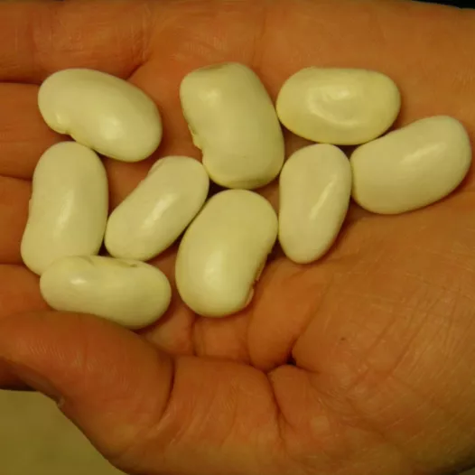Bio zaden van Stokdroogboon Orteil de Prêcheur