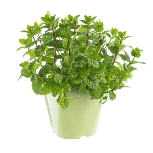 Menthe Pouliot Bio. Le pot de 9x9 cm