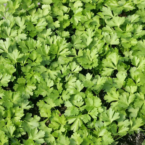 Coriandre Bio. Le pot de 10,5 cm