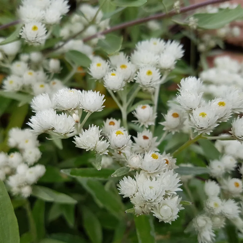 Immortelle d'argent Neuschnee Anaphalis margaritacea neuschnee