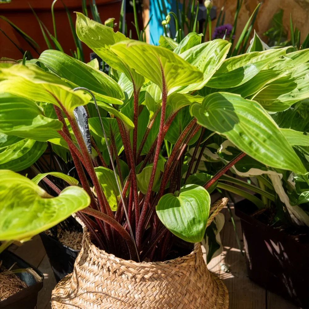 Hosta Purple Heart Hosta Purple Heart