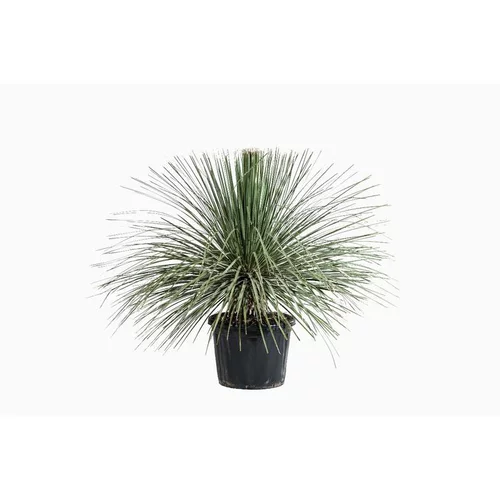 Dasylirion Serratifolium en pot de 80 L vert